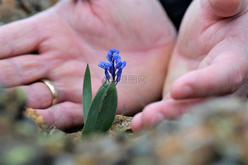 蓝色野花和一只手的背景图片