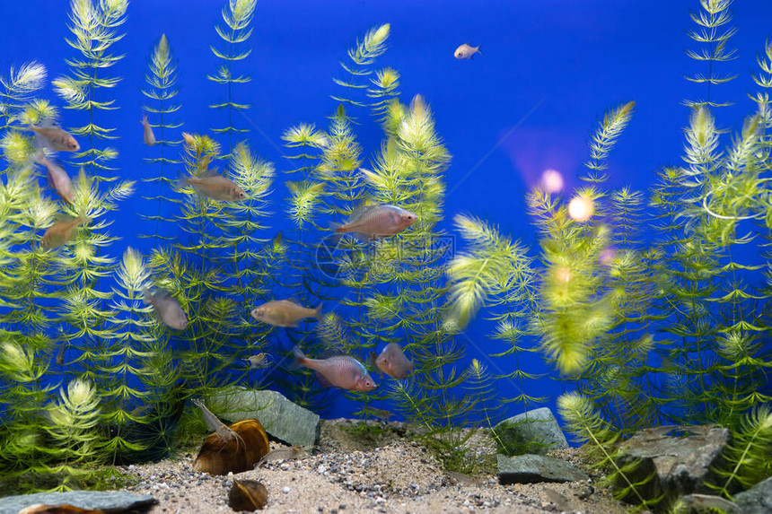 水生植物和淡水鱼图片