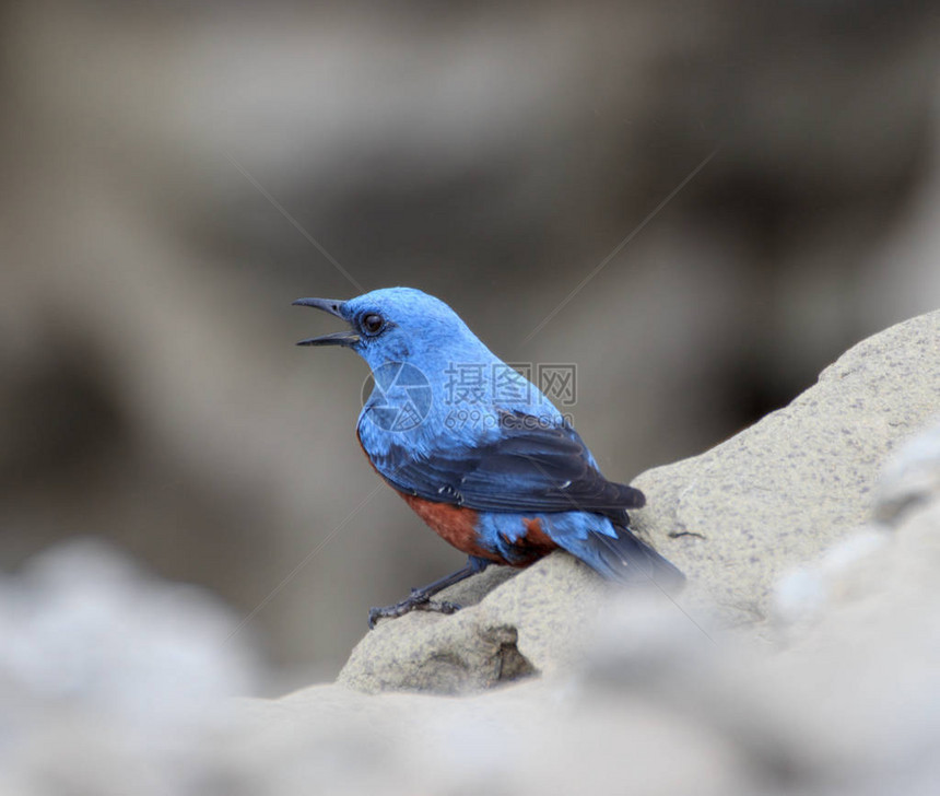 一只雄蓝鸟Monticolasolitarius坐在图片