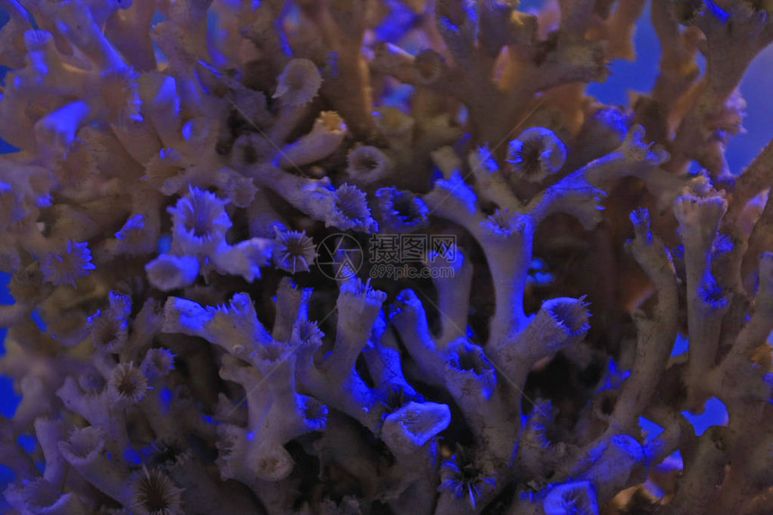 珊瑚在蓝光下的特写视图图片