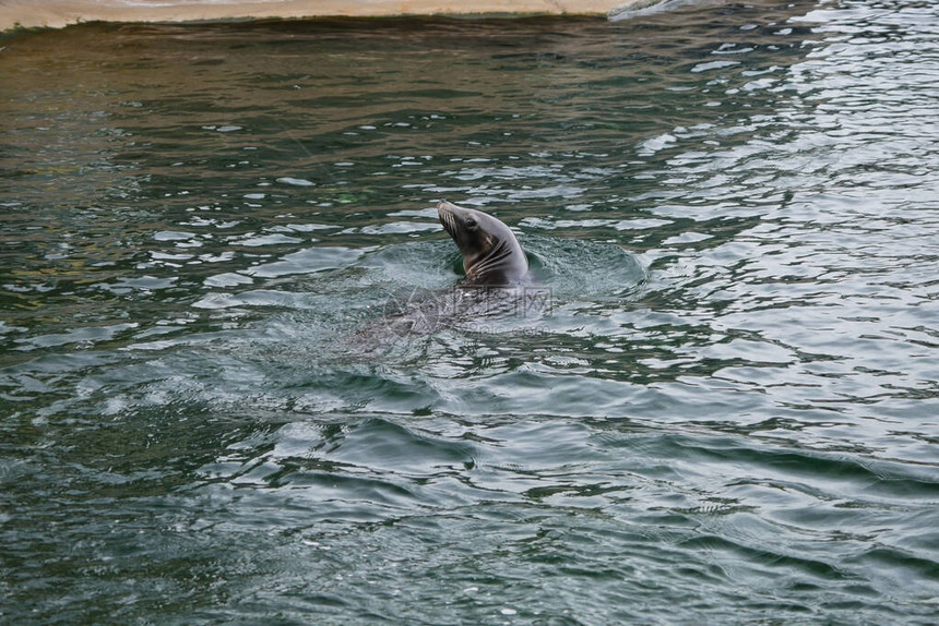 在水中游泳的海狮肖像图片