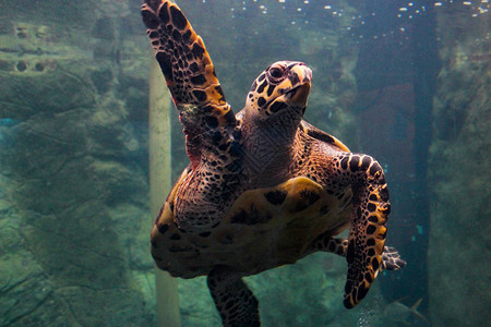水下游的海龟墨西哥海龟卡瓜马海龟图片