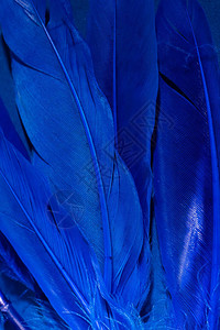 蓝色背景的蓝线鸟类羽毛摘要时态纹理背景复制空图片