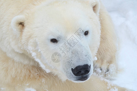 北极熊的肖像图片