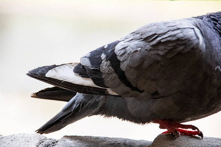 石头上一只灰鸽的爪子和尾巴特写宏观照片图片