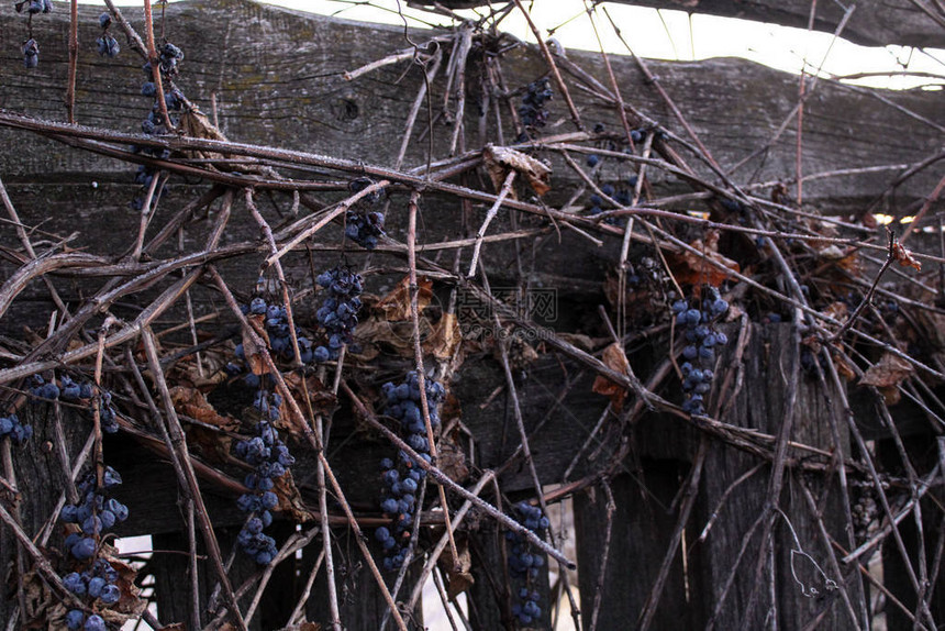 秋天葡萄藤上的干葡萄黑葡萄的照片浆果是干的挂在藤枝上茎位于木栅栏上叶子是棕色和干燥的这个季节是秋天院图片