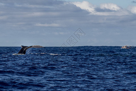 在太平洋摩拉法属波利尼西亚与鲸鱼观光船一起喷洒的图片