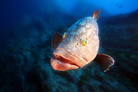 暗石斑鱼Epinephelusmarginat图片