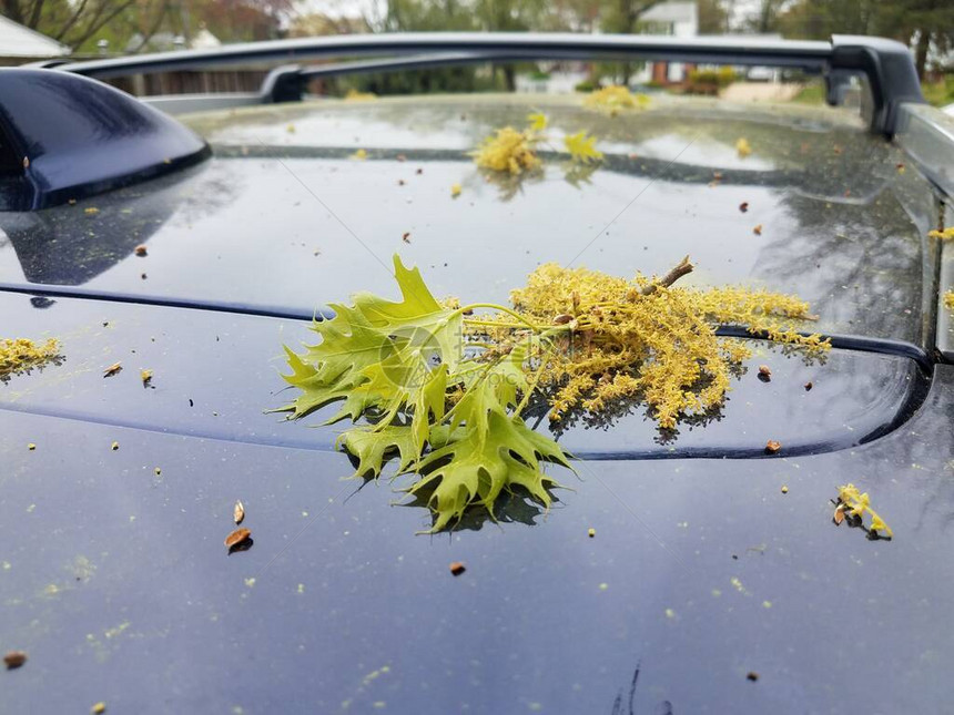 蓝色汽车或汽车上面有花粉图片