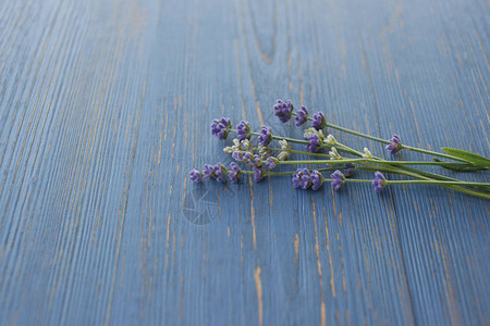 木制蓝色背景上年轻薰衣草植物的紫色枝条图片