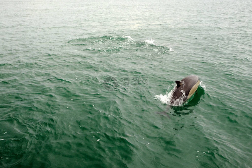 普通海豚在黑海捕食鱼类动物漂浮在水面上寻找食物浮出水面供空气消耗天图片