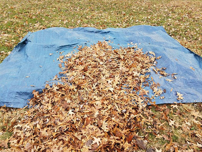 秋天或的蓝色防水布和清洁落叶图片