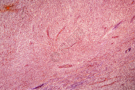 100倍显微镜下的杏仁扁桃体横截面背景图片