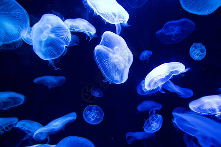 水母在深蓝色的水中游泳背景图片