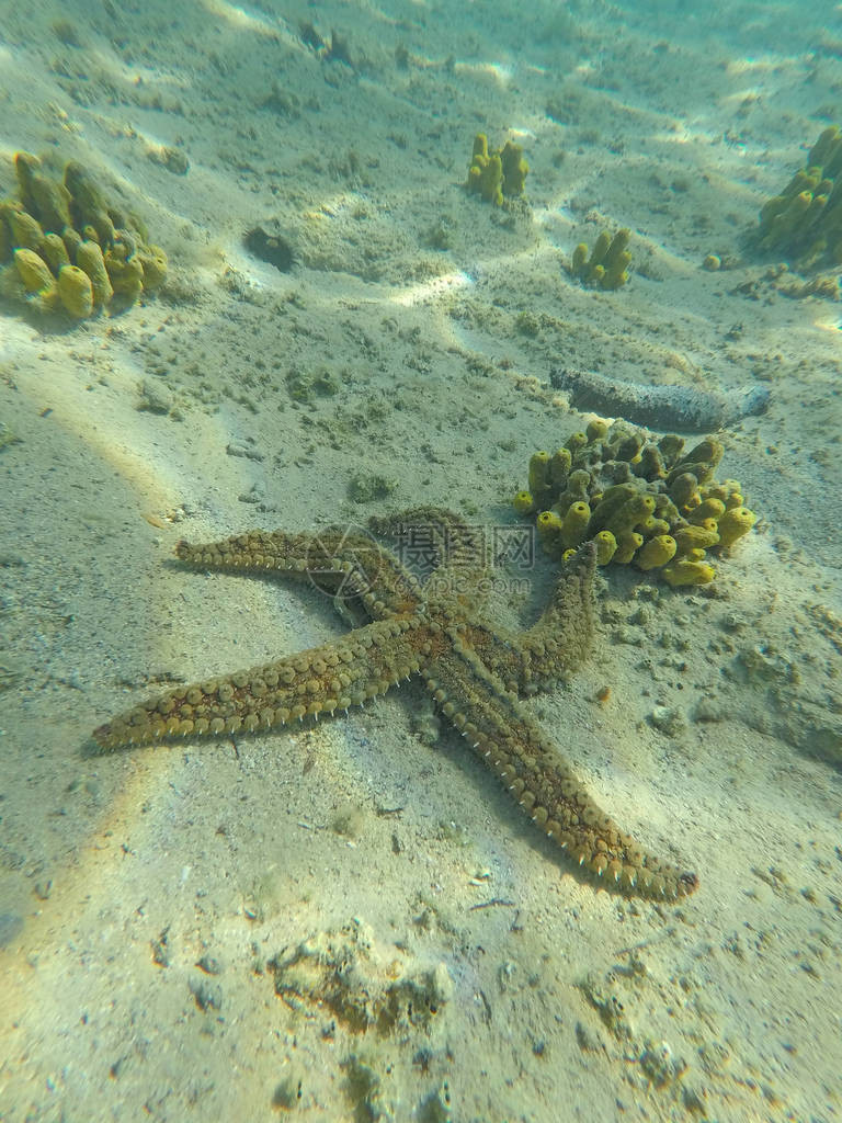 海底风景与海星图片