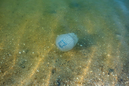 一只大水母在海滩附近的水中游泳游泳危图片