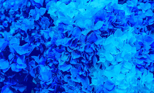 花园背景中的经典蓝色潘通色彩叶子背景图片