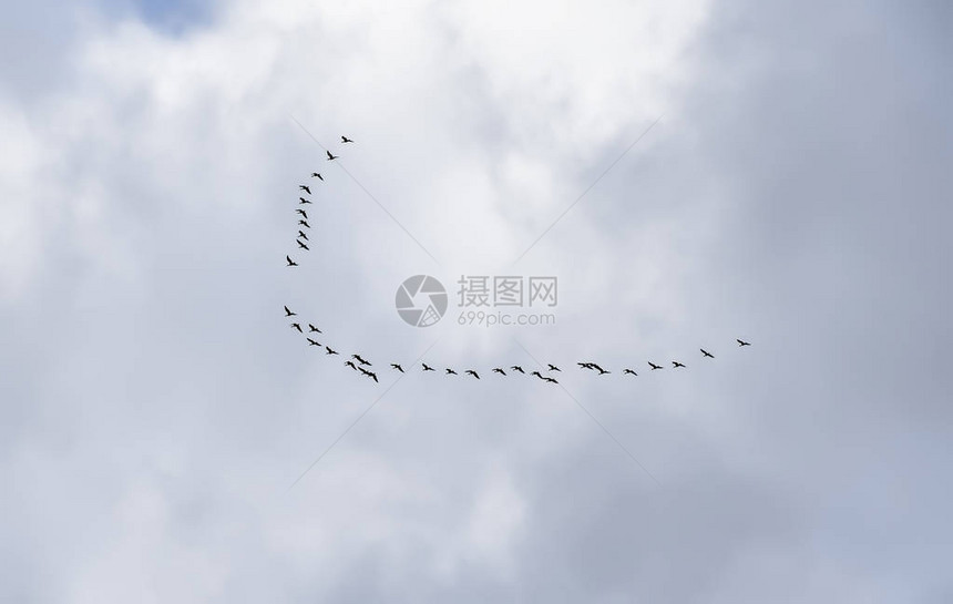 秋天的空中的鹤楔图片