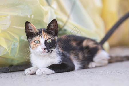 小有趣的突尼斯猫图片