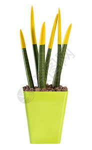 五颜六色的黄色SanseveriaPencil植物图片