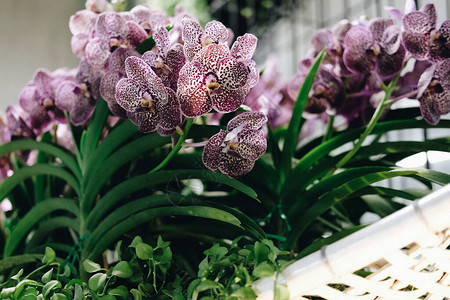 用于装饰的盛开的紫色兰花束图片