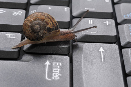 电脑键盘上的蜗牛特写图片