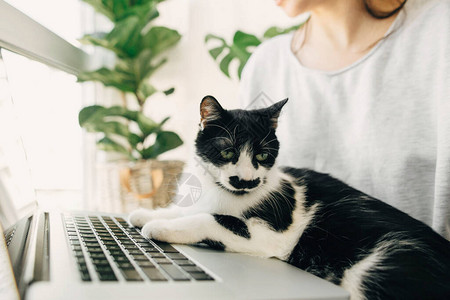 可爱的猫坐在笔记本电脑键盘上图片