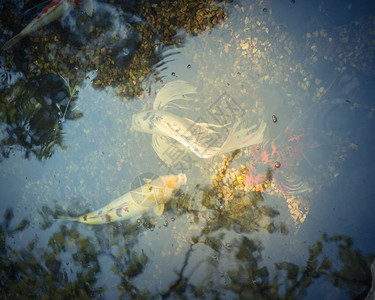 锦鲤来了立体字美国得克萨斯州达拉斯附近的植物园浅水塘中游来去的背景