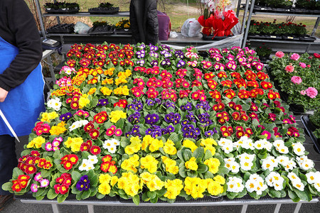 春天市场上五颜六色的报春花摊位背景图片