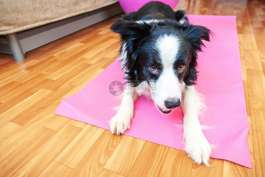 留在家里保持有趣的狗边境牧羊犬在室内练习瑜伽课小狗在家里的粉红色瑜伽垫上做瑜伽体式姿势在隔离期间保持冷静和放松在图片