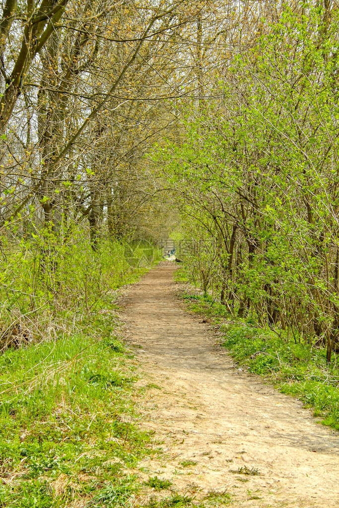 充满绿色树叶的灌木丛形成自然隧道在公园地带的泥土路周围建造了天然图片