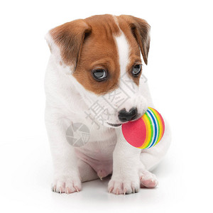 JackRussellTerrier小狗玩具和咀嚼球图片