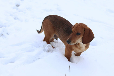 Dachshund的宠物品种冬季图片