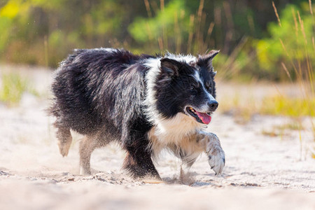 跑步的边境小狗CollieP图片