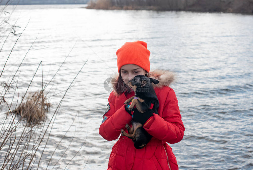 小吉娃狗在的夹克下被加热特写镜头冬天夹克和吉娃的女孩9岁的女孩穿着冬季夹克图片