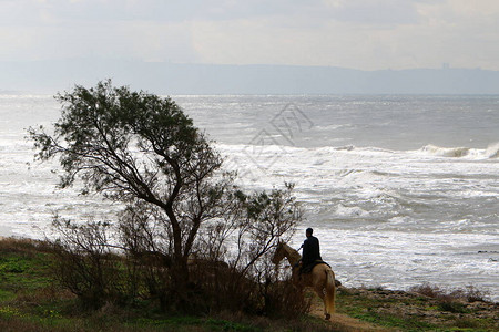 马骑在以色列北部地中海岸散步背景图片