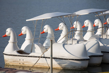 鸭子脚踏船在沼泽上阳光反射在水面上图片