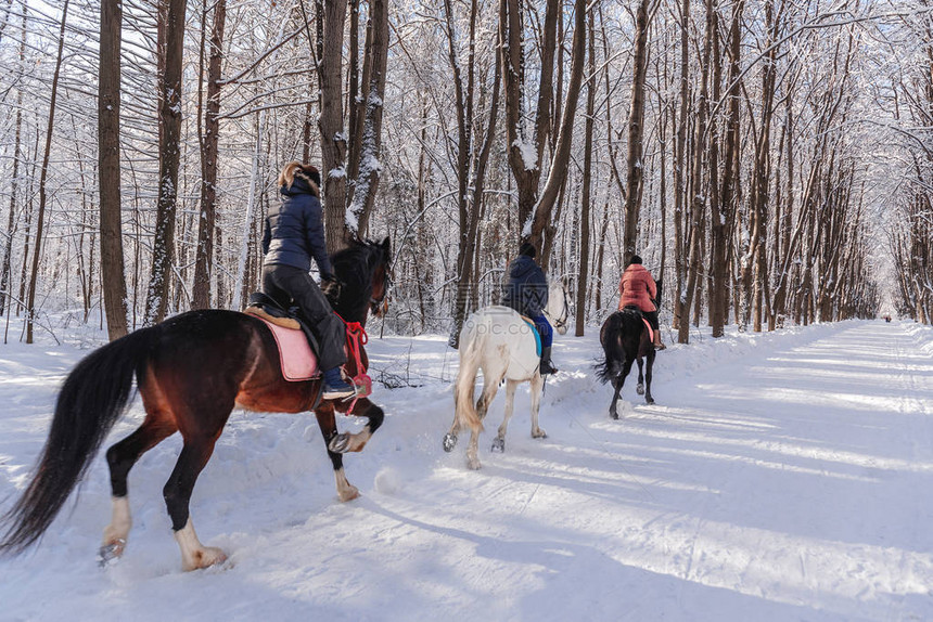 三匹马和骑手冬季森林里阳光明媚的日子骑马图片