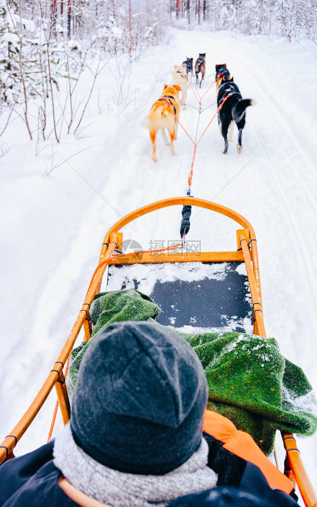 拉普兰芬冬季罗瓦涅米拉赫斯基狗拉雪橇的人和狗拉雪橇在挪威骑行芬兰农场的动物雪橇图片