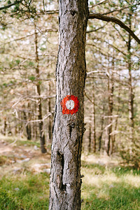 树上红色点登山标志红圆带白色点方向标记是徒步足迹及其困难之处图片