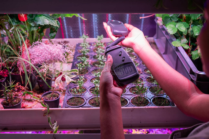 当代年轻女温室工人手持测量装置在小盆中生长的绿苗上图片