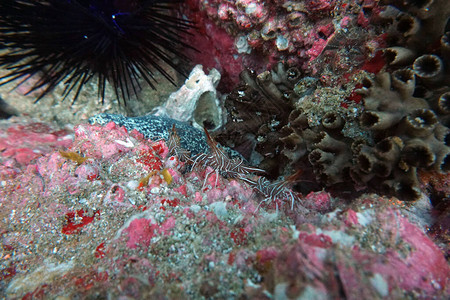 水下世界惊人的生物和鱼群的神背景图片