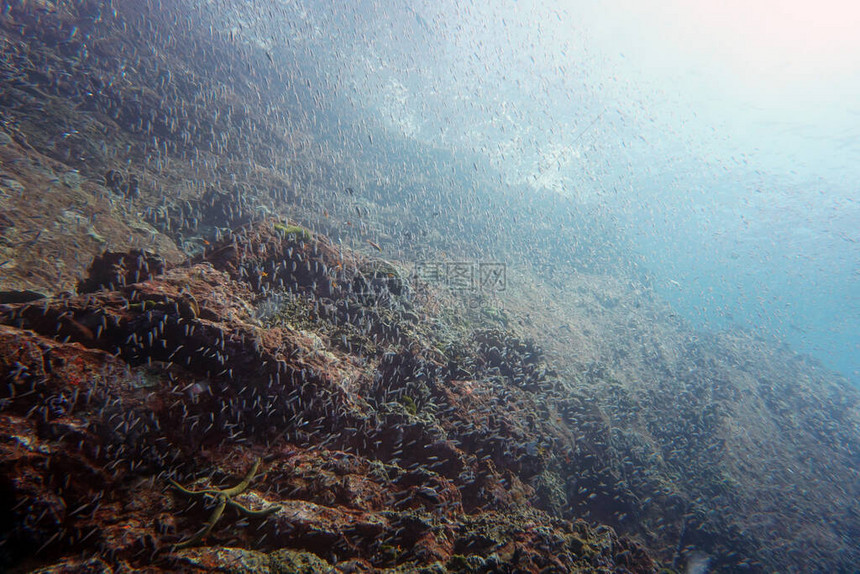 明亮的小鱼在珊瑚礁上游泳图片