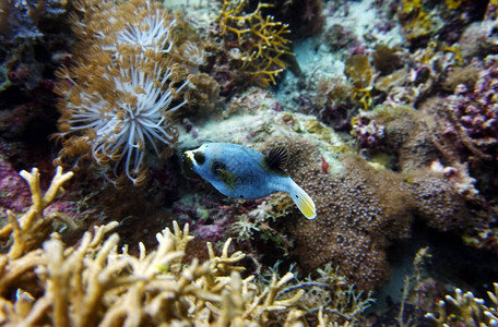 水下世界惊人的生物和鱼群的神背景图片