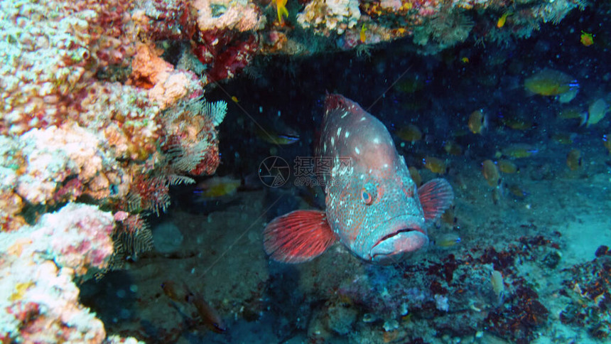 珊瑚礁上的大石斑鱼图片