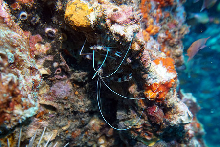 条纹虾清洁工从珊瑚的缝隙中爬出来图片