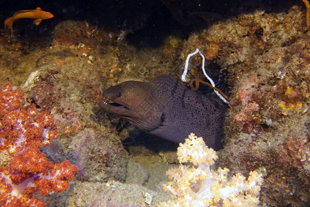 紫海鳗准备狩猎图片