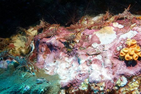 珊瑚礁洞穴里的红图片