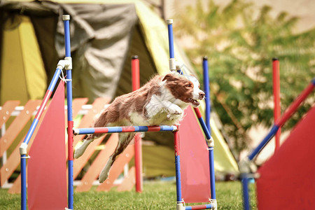 狗棕色边境牧羊犬正在参加敏捷比赛捷克敏捷比赛的精彩一天他们是中级专家图片