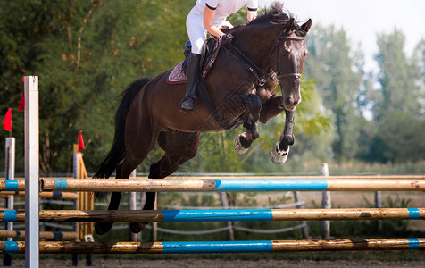 骑马的年轻女孩在表演跳跃比赛上图片